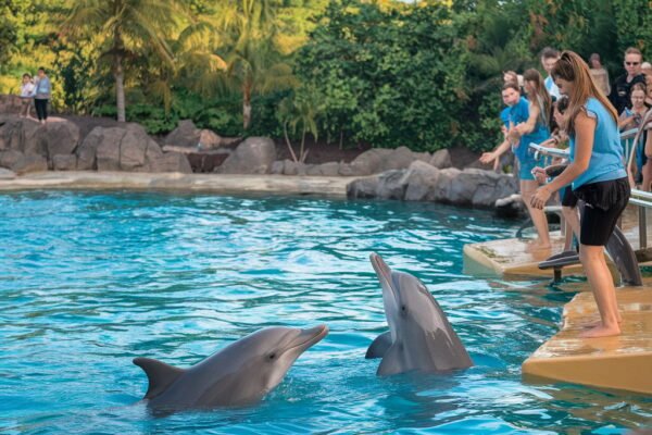 Dolphin Cove Jamaica